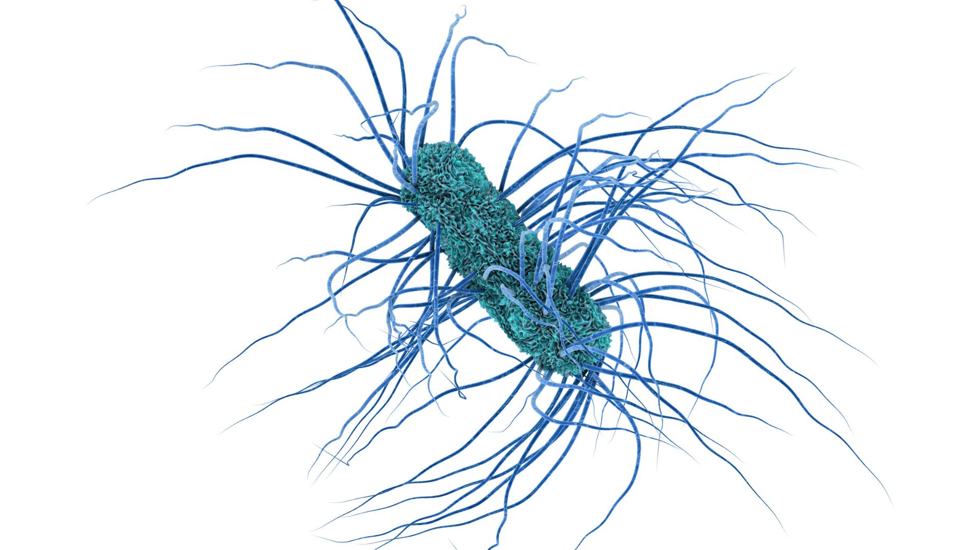 Escherichia coli